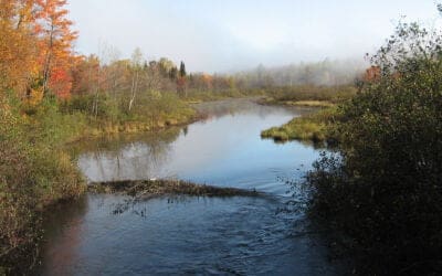 Les plantes envahissantes, il faut y voir! Les reconnaître et quoi en faire